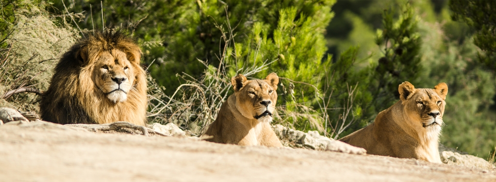 Lion Pride